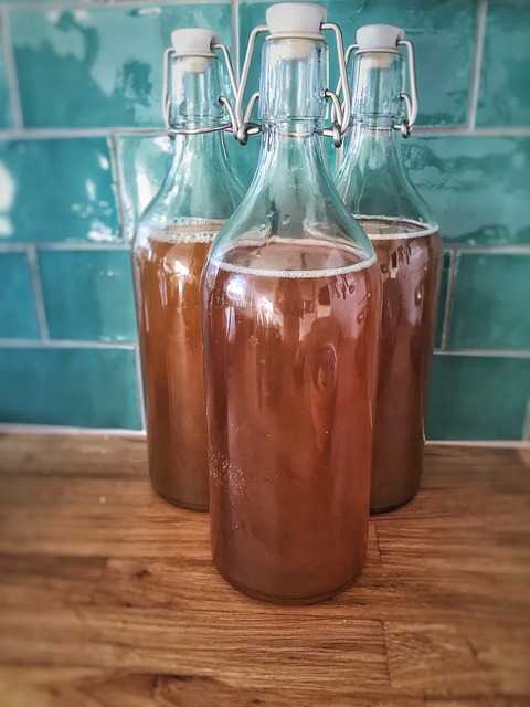 kombucha tea where to buy